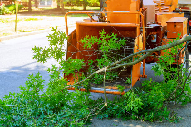 Best Tree Fertilization  in USA